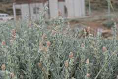 Krascheninnikovia ceratoides